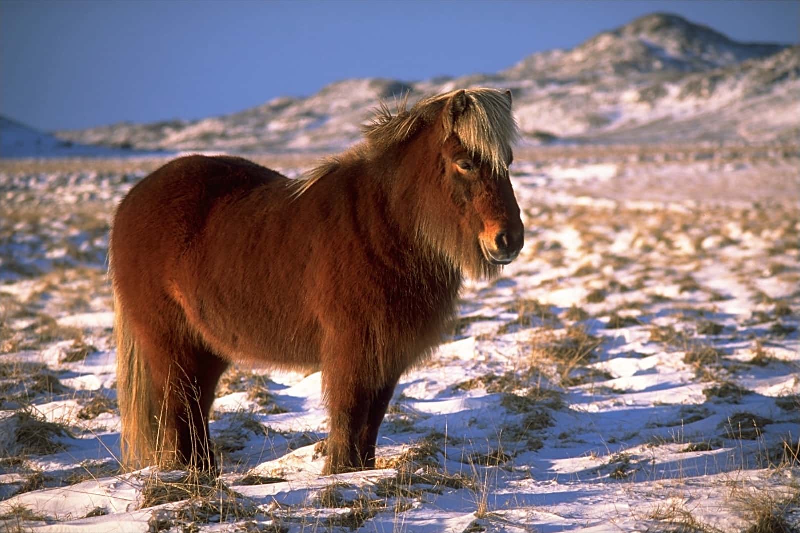 A shaggy Icelandic horse standing in low winter sun on snow-dusted ground