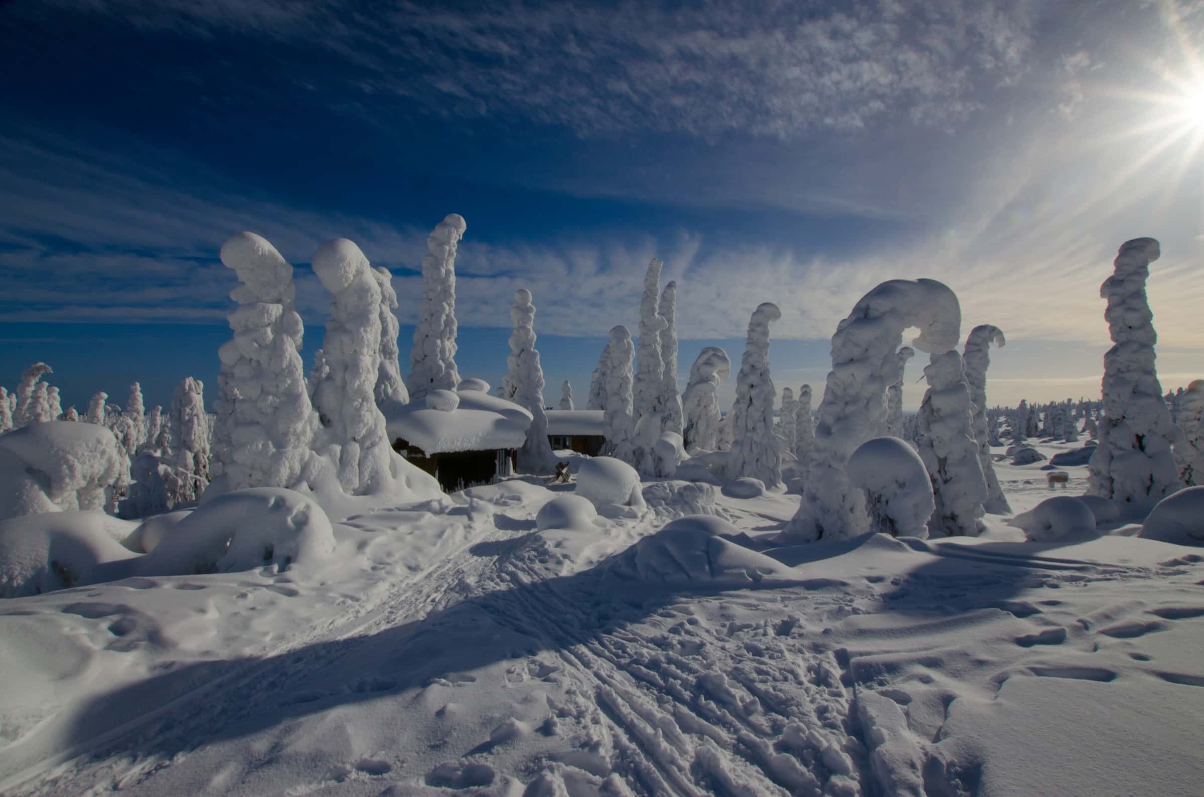 Snow-encased trees standing like sculptures under a winter sky at Riisitunturi National Park